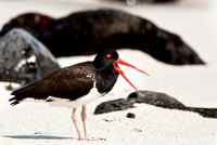 Oyster Catcher in the Galapagos