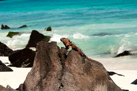 Iguana on a Galapagos Beach