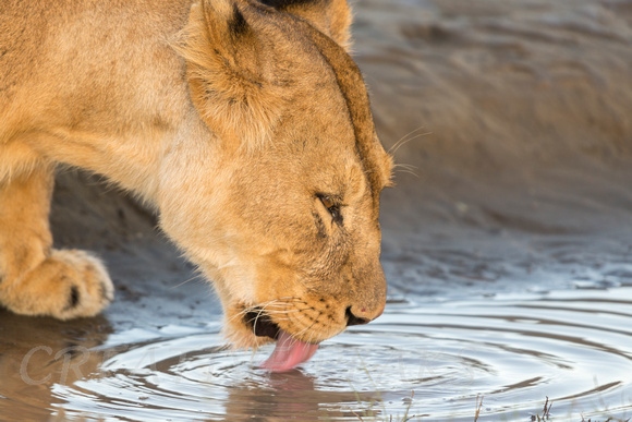 Closeup of Lioness Drinking in Tanzania, Africa
