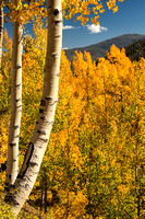 Aspen in the Fall in the Colorado Rocky Mountains