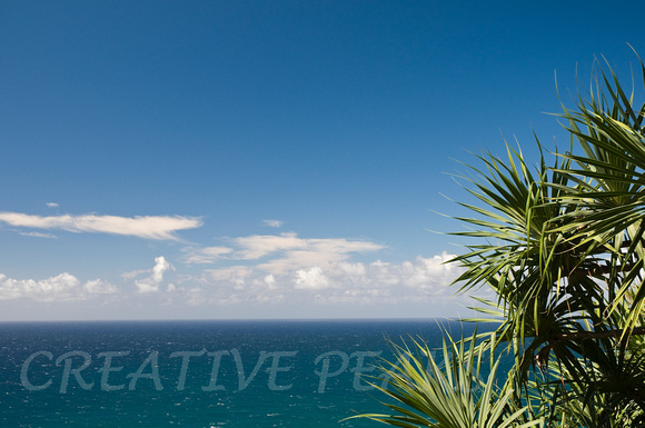 Ocean and Tropical Plant with Copyspace
