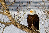 Eagle, February, 2013