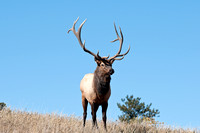 Bull Elk in Rocky Mountain National Park, Colorado