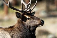 Elk of Rocky Mountain National Park
