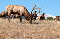Bull Elk with Females in Rocky Mountain National Park, Colorado