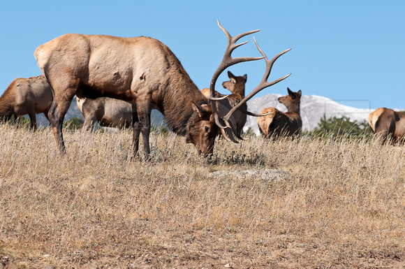 Bull Elk with Females in Rocky Mountain National Park, Colorado