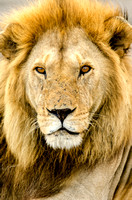 Full Face View of Male Lion