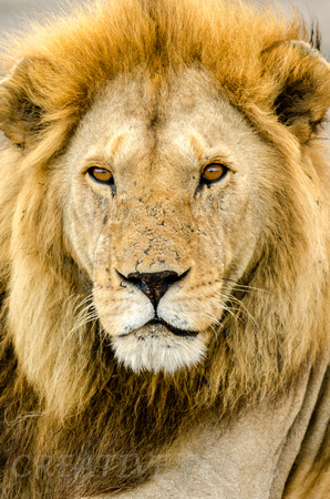 Full Face View of Male Lion