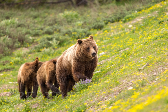 Female Grizzly Bear and Two One Year Old Cubs