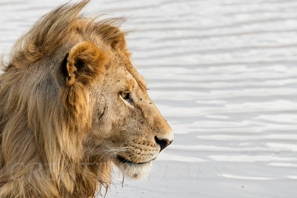 Profile of Male Lion in Tanzania, Africa