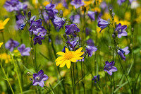 Closeup of Yellow and Purple Wildflowers