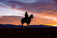 Horses in Colorado