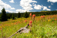 Wildflowers in the Rocky Mountains