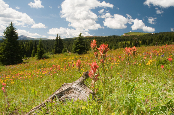Wildflowers in the Rocky Mountains