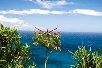 Tropical Vegetation on Kauai, Hawaii
