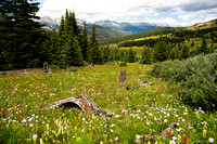 Field of Wildflowers in the Rocky Mountains