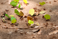 Leaf-Cutter Ants in the Amazon Jungle