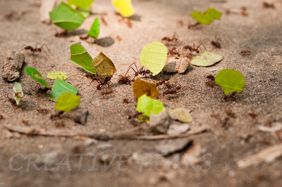 Leaf-Cutter Ants in the Amazon Jungle