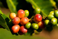 Closeup ofCoffee Beans Before Harvest on Kauai, Hawaii