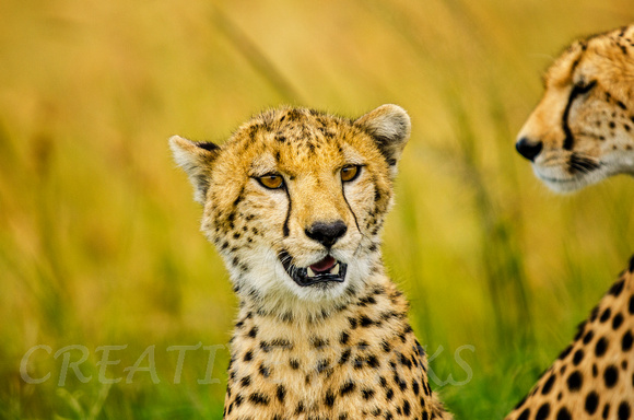 Two Cheetah in The Serengeti