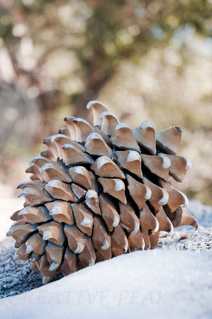 Coulter Pine Cone