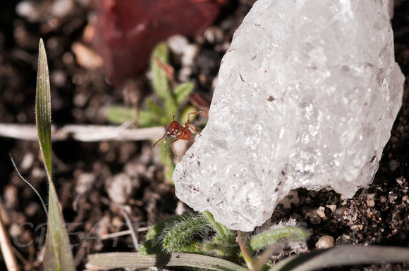 Closeup of Ant on Quartzite