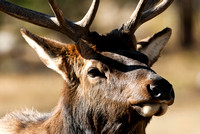 Bull Elk in Rocky Mountain National Park, Colorado