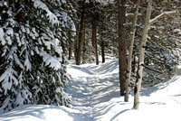 Trail Through the Snow