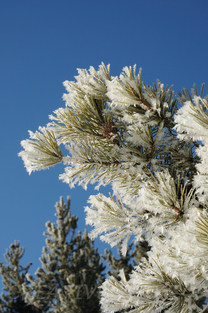 Frost in Pine Needles