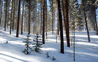 Winter in a Pine Forest