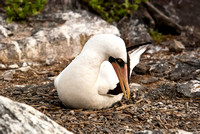 Nazca Booby on Nest in the Galapagos