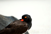 Oyster Catcher in the Galapagos