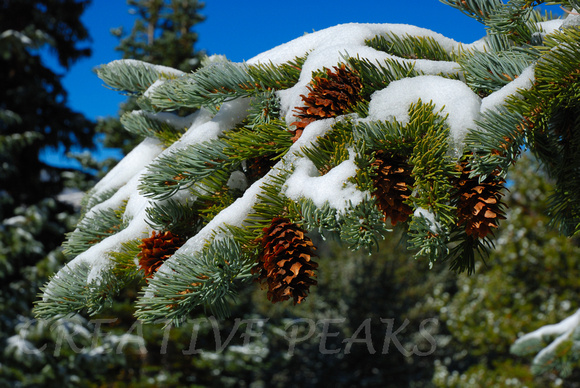 Snow on Pine Boughs