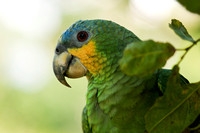 Parrot in the Amazon Jungle