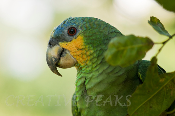 Parrot in the Amazon Jungle
