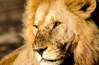 Closeup of Male Lion in Natural Environment