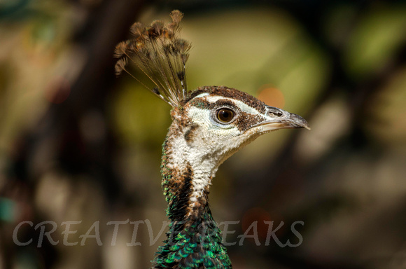 Closeup Profile of Peacock Female, (Hen)