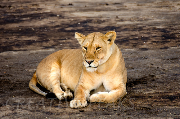 Lioness Resting on the Sand