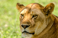 Closeup of Female Lion, Tanzania, Africa