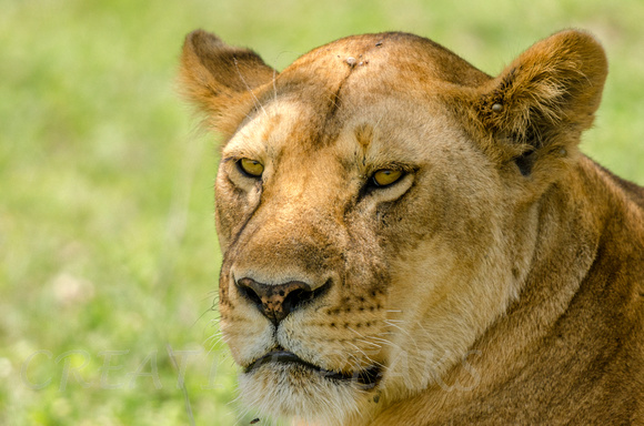Closeup of Female Lion, Tanzania, Africa