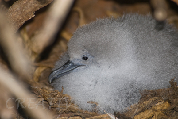 Wedge-Tailed Shearwater Chick in Nest