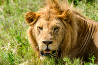 Male Lion in the Grass, Tanzania, Africa