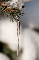 Icicle on Pine Branch