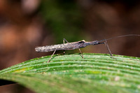 Stick Bug in the Amazon Jungle