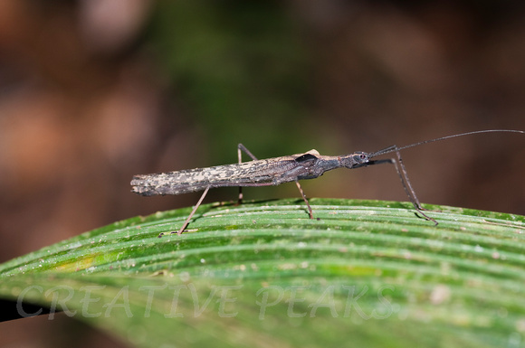 Stick Bug in the Amazon Jungle