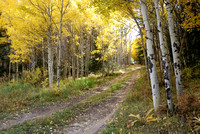 Fall In Silverthorne, Colorado