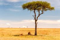 Lions Under ann Acacia Tree