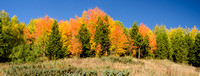 Hillside of Fall Color