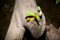 Tree Frog at Night