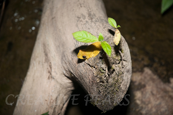Tree Frog at Night